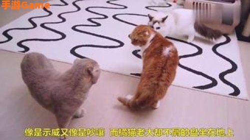 猫老大